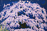 Nakajima Chinami Weeping cherry tree in Spring
